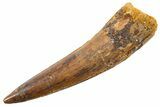 Fossil Spinosaurus Tooth - Real Dinosaur Tooth #345561-1
